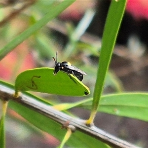 Hylaeus (Hylaeorhiza) nubilosus at Bungendore, NSW - 7 Dec 2024