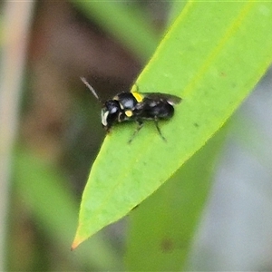 Hylaeus (Hylaeorhiza) nubilosus at Bungendore, NSW - 7 Dec 2024