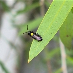 Hylaeus (Hylaeorhiza) nubilosus at Bungendore, NSW - 7 Dec 2024