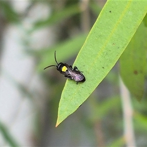 Hylaeus (Hylaeorhiza) nubilosus at Bungendore, NSW - 7 Dec 2024