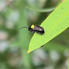 Hylaeus (Hylaeorhiza) nubilosus at Bungendore, NSW - 7 Dec 2024