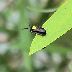 Hylaeus (Hylaeorhiza) nubilosus at Bungendore, NSW - 7 Dec 2024