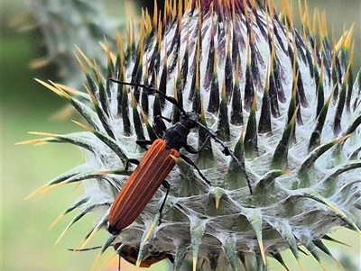 Tropis paradoxa (Longicorn beetle) by clarehoneydove