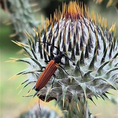 Tropis roei (Roe's longhorn beetle) at Bungendore, NSW - 6 Dec 2024 by clarehoneydove