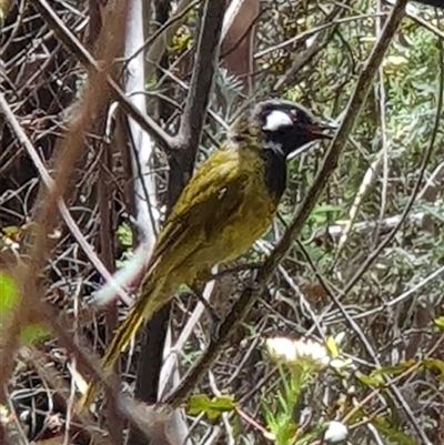 Nesoptilotis leucotis (White-eared Honeyeater) at Rendezvous Creek, ACT - 5 Dec 2024 by jmcleod