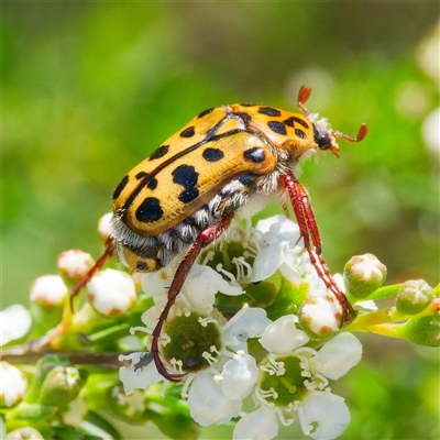 Neorrhina punctata (Spotted flower chafer) at Greenway, ACT - 5 Dec 2024 by DPRees125