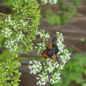 Microtropesa sp. (genus) at Bungendore, NSW - suppressed