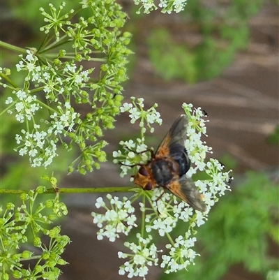 Microtropesa sp. (genus) at Bungendore, NSW - 7 Dec 2024 by clarehoneydove