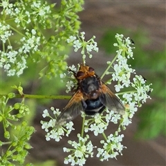 Microtropesa sp. (genus) at Bungendore, NSW - suppressed