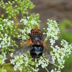 Microtropesa sp. (genus) at Bungendore, NSW - suppressed