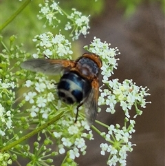 Microtropesa sp. (genus) at Bungendore, NSW - suppressed