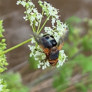 Microtropesa sp. (genus) at Bungendore, NSW - suppressed
