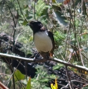 Rhipidura leucophrys at Rendezvous Creek, ACT by jmcleod