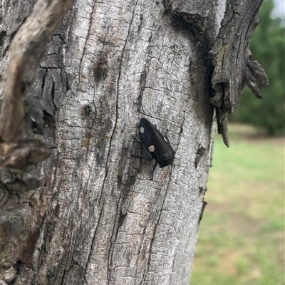 Eurymela distincta (Gumtree leafhopper) at Carwoola, NSW - 7 Dec 2024 by AmyT