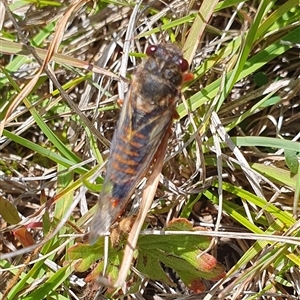 Yoyetta abdominalis at Rendezvous Creek, ACT - 5 Dec 2024 01:50 PM