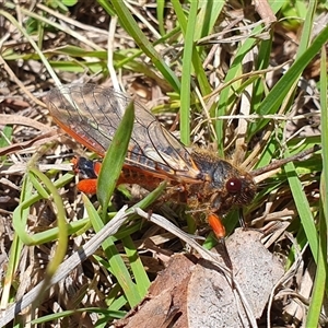 Yoyetta abdominalis at Rendezvous Creek, ACT - 5 Dec 2024 01:50 PM