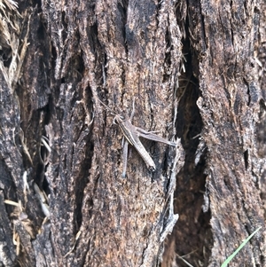 Unidentified Grasshopper (several families) at Carwoola, NSW by AmyT