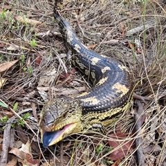 Tiliqua nigrolutea at Captains Flat, NSW - 7 Dec 2024 01:14 PM