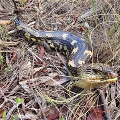 Tiliqua nigrolutea at Captains Flat, NSW - 7 Dec 2024