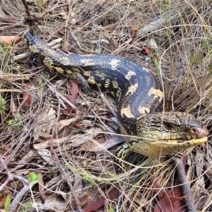 Tiliqua nigrolutea at Captains Flat, NSW - 7 Dec 2024 01:14 PM