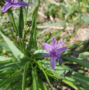 Caesia calliantha at Rendezvous Creek, ACT by jmcleod