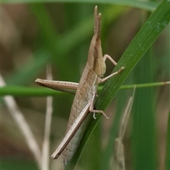 Unidentified Grasshopper, Cricket or Katydid (Orthoptera) at Murrumbateman, NSW - 7 Dec 2024 by amiessmacro