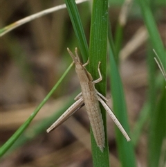 Acrida conica at Murrumbateman, NSW - 7 Dec 2024 02:11 PM