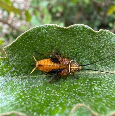 Ellipsidion humerale at Mittagong, NSW - 3 Dec 2024 by Span102