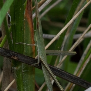 Acrida conica at Murrumbateman, NSW - 7 Dec 2024 02:12 PM