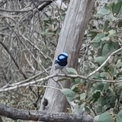 Malurus cyaneus (Superb Fairywren) at Rendezvous Creek, ACT - 5 Dec 2024 by jmcleod