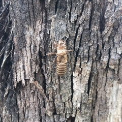 Cicadettini sp. (tribe) (Cicada) at Carwoola, NSW - 7 Dec 2024 by AmyT