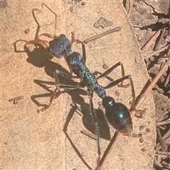 Myrmecia tarsata (Bull ant or Bulldog ant) at Mystery Bay, NSW - 7 Dec 2024 by HelenCross