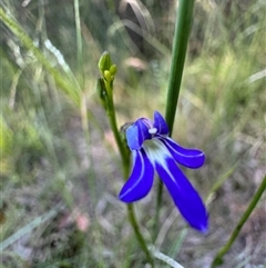 Lobelia dentata at Mittagong, NSW - 4 Dec 2024 by Span102