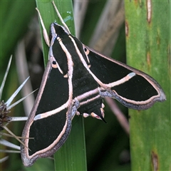 Cizara ardeniae (Coprosma Hawk Moth) at Corunna, NSW - 6 Dec 2024 by HelenCross