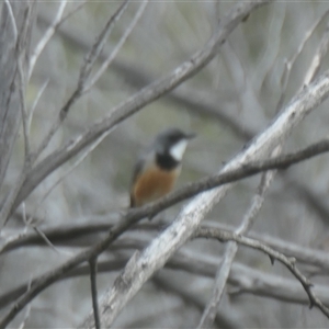 Pachycephala rufiventris (Rufous Whistler) at Rendezvous Creek, ACT by jmcleod