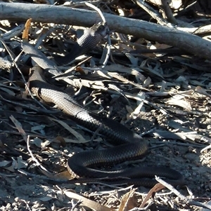 Pseudonaja aspidorhyncha at Gunderbooka, NSW by PetraS