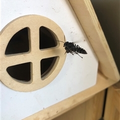 Pison sp. (genus) (Black mud-dauber wasp) at Carwoola, NSW - 7 Dec 2024 by AmyT