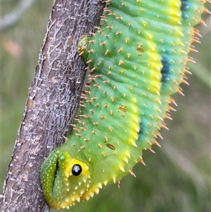 Coequosa triangularis (Double-headed Hawk Moth) at Bonny Hills, NSW by pls047