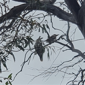 Dacelo novaeguineae at Rendezvous Creek, ACT by jmcleod