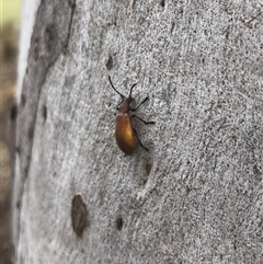 Ecnolagria grandis at Carwoola, NSW - 7 Dec 2024