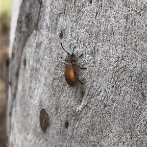 Ecnolagria grandis at Carwoola, NSW - suppressed