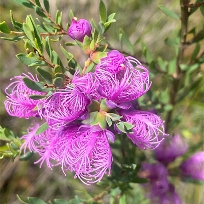 Melaleuca thymifolia (Thyme Honey-myrtle) at Bonny Hills, NSW - 6 Dec 2024 by pls047