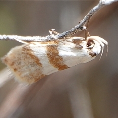 Chezala brachypepla (A Concealer moth) at Hall, ACT - 7 Dec 2024 by Anna123