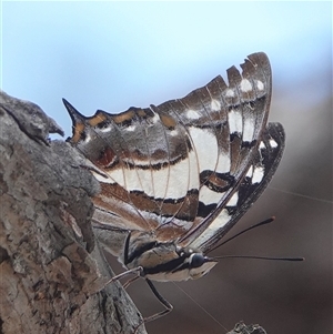 Charaxes sempronius (Tailed Emperor) at Hall, ACT by Anna123