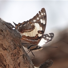 Charaxes sempronius at Hall, ACT - 7 Dec 2024 12:52 PM