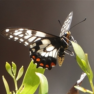 Papilio anactus (Dainty Swallowtail) at Hall, ACT by Anna123