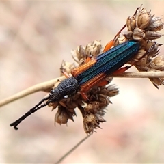 Brachytria jugosa (Jugosa longhorn beetle) at Cook, ACT - 6 Dec 2024 by CathB