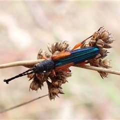 Brachytria jugosa at Cook, ACT - 6 Dec 2024