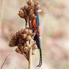 Brachytria jugosa at Cook, ACT - 6 Dec 2024