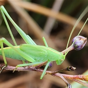 Unidentified Katydid (Tettigoniidae) at Gundaroo, NSW by Gunyijan